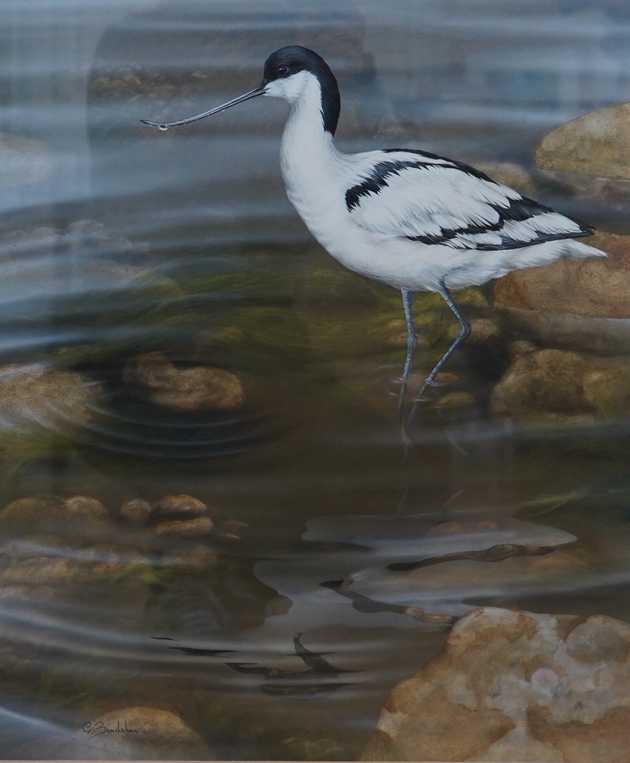 Graham Bradshaw (Contemporary), gouache, 'Avocet’, signed, 44 x 37cm. Condition - good